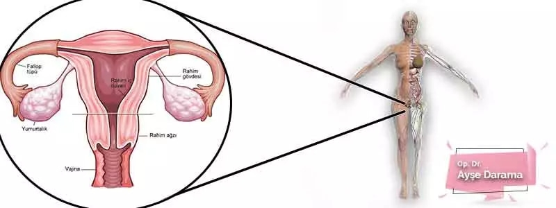 kadin-genital-organlari